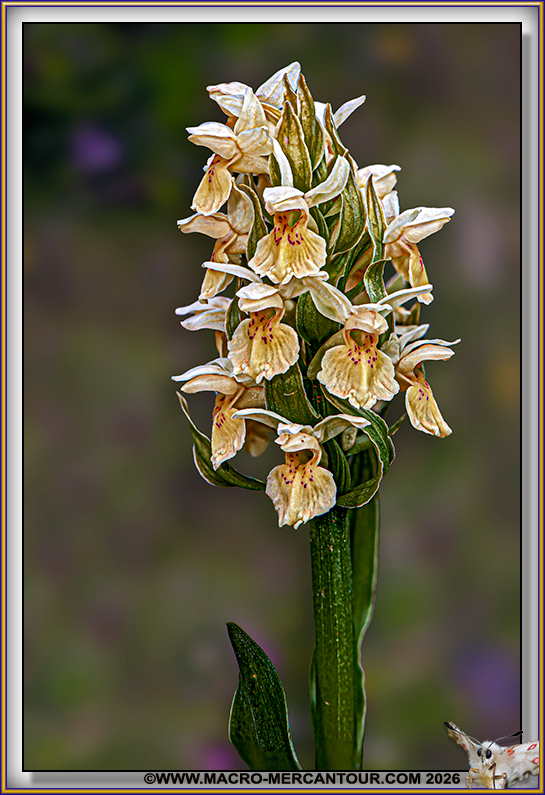 Orchis Sureau